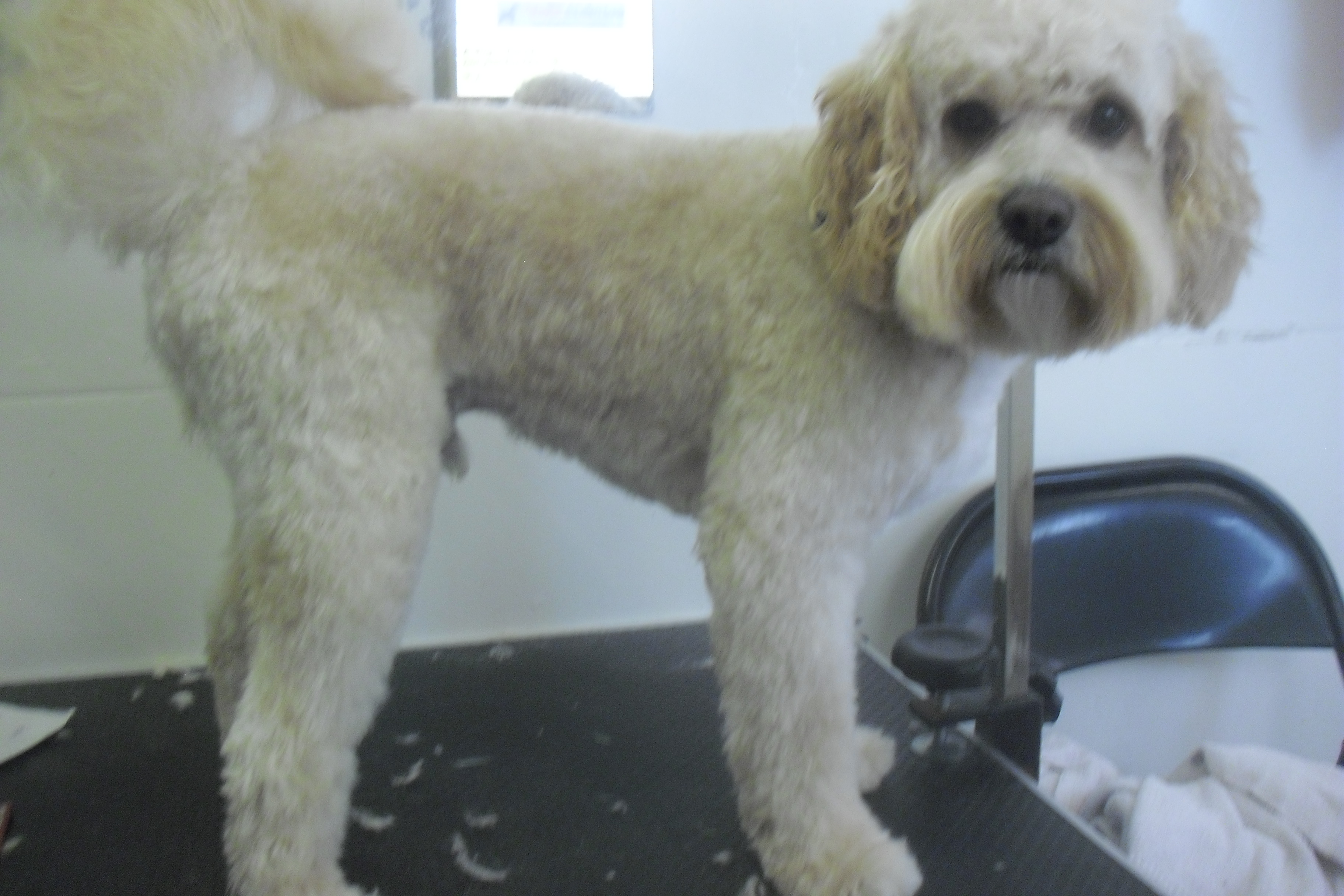 Razzle Dazzle Dog Grooming