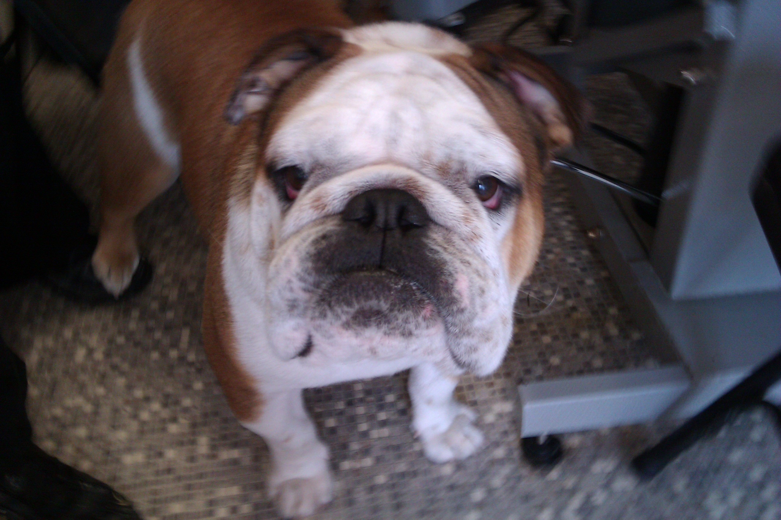 Razzle Dazzle Dog Grooming